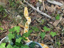 albino burm