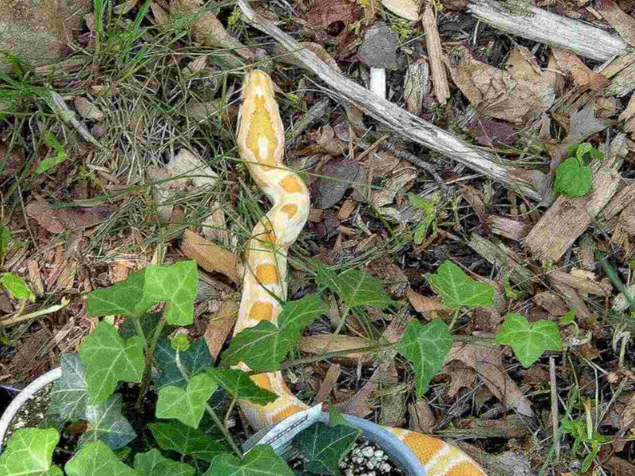 albino burm