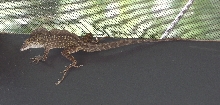 Florida Lizard