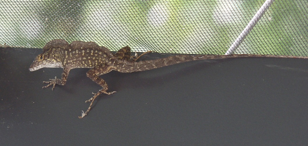 Florida Lizard