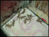 hatchlings