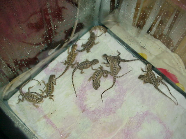 hatchlings