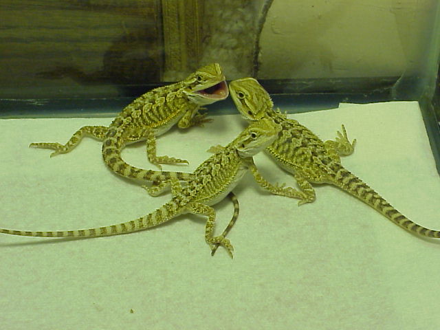 5 weeks olds