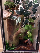 Bottom half Whites treefrog enclosure