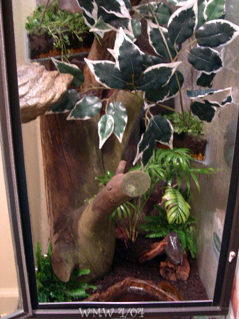 Bottom half Whites treefrog enclosure