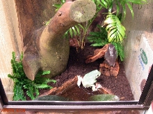 Bottom half Whites treefrog enclosure 2