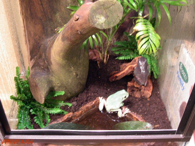 Bottom half Whites treefrog enclosure 2