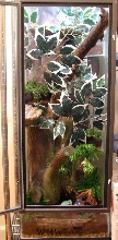Whites Tree Frog Custom Enclosure