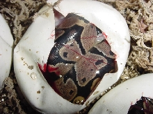 Another Baby Ball Hatching