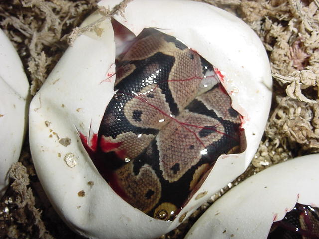 Another Baby Ball Hatching
