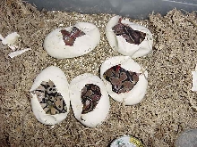 Ball Python Clutch Hatching