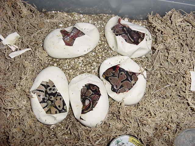Ball Python Clutch Hatching