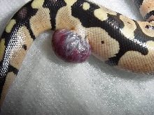 Growth on Ball Python
