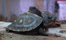 Hatchling Eastern Box Turtles