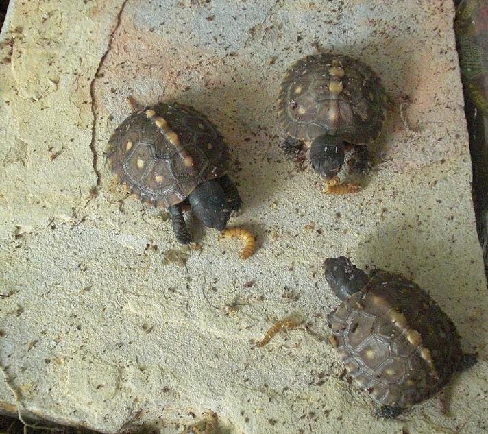 Hatchling Eastern Box Turtles