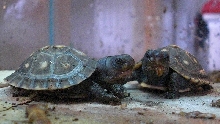 Hatchling Eastern Box Turtles