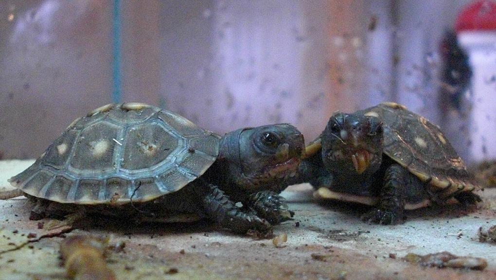 Hatchling Eastern Box Turtles