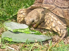 Rosco enjoying some cactus