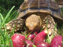 Chowing down on treats