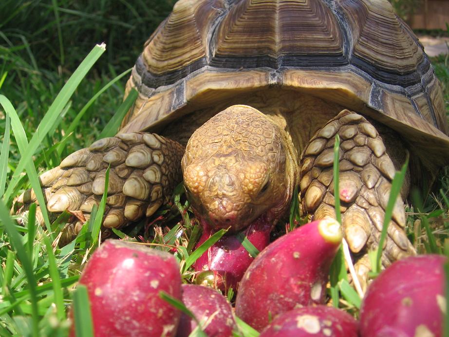 Chowing down on treats