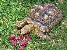 Cactus fruit season