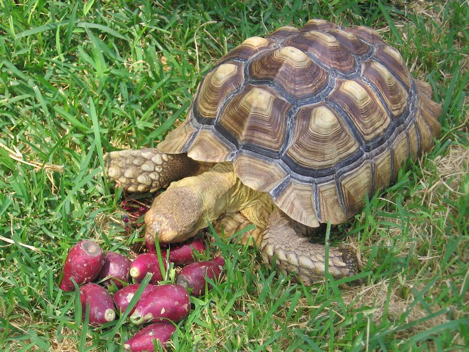 Cactus fruit season