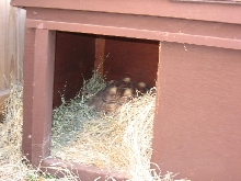 Rosco's House