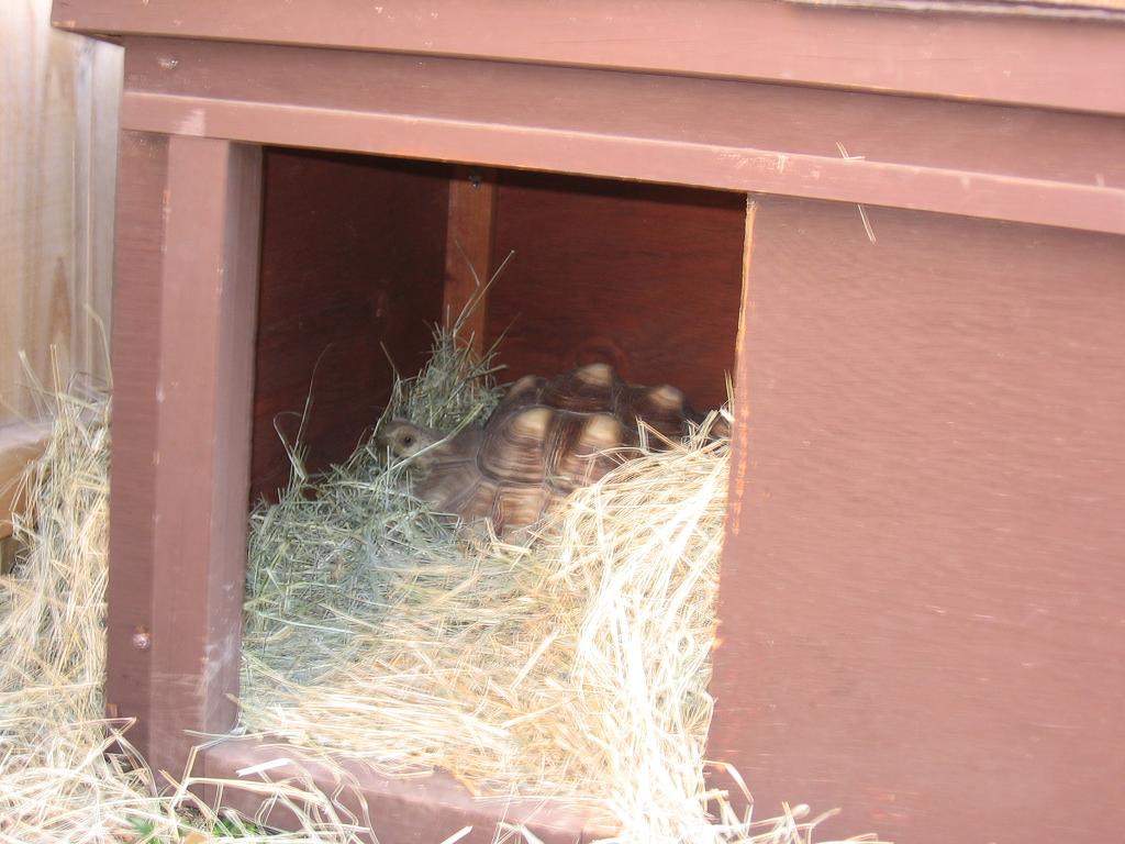 Rosco's House