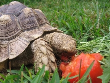 Rosco devouring a tomato