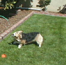 Fast Eddie