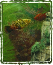 RUDOLPH PLATY
