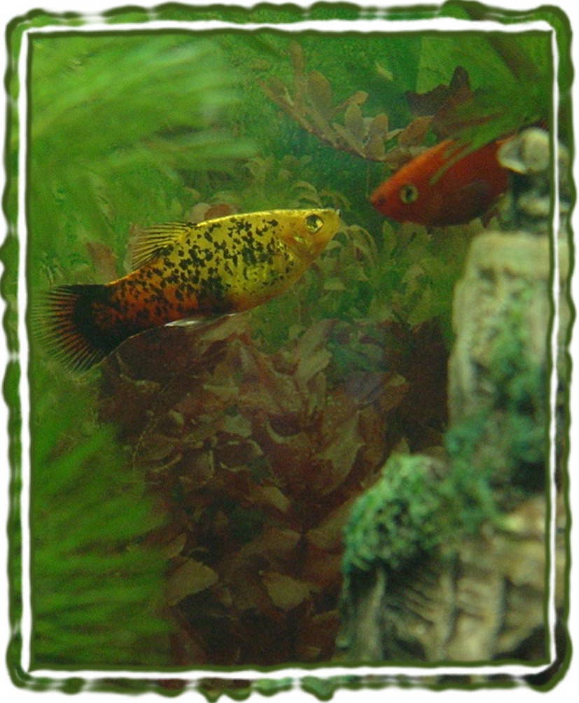 RUDOLPH PLATY