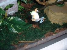 frogclimbing