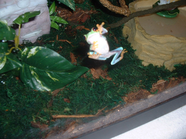 frogclimbing