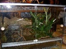 phantasticus cage