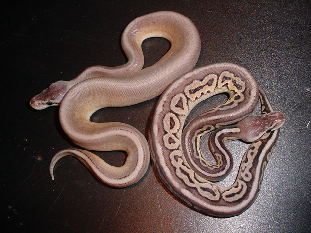 pewter gstripe 3