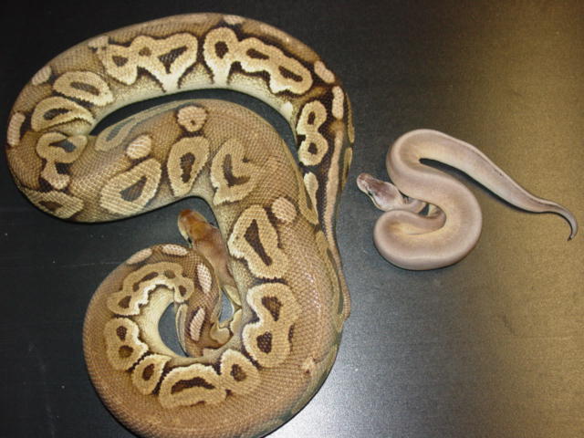 pewter gstripe 1