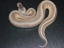 pewter gstripe 2