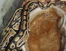 My First Snake.