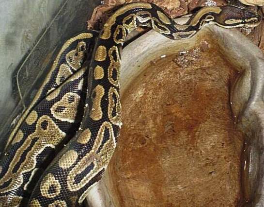 My First Snake.