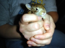 rabbit