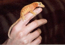 Male Creamsicle