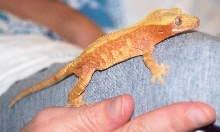 Male Creamsicle Profile