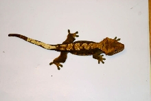 Male Harelquin Fire