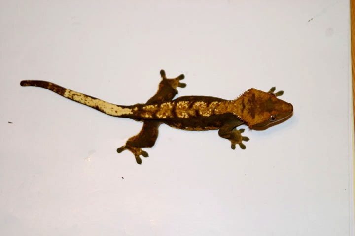 Male Harelquin Fire
