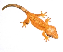 Neon Orange Female