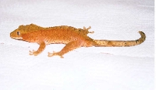 Female Red Dalmation
