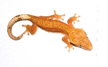 Red Female
