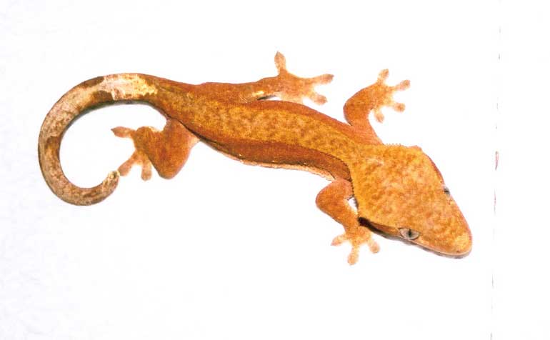 Red Female