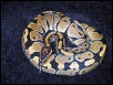 Ball Python